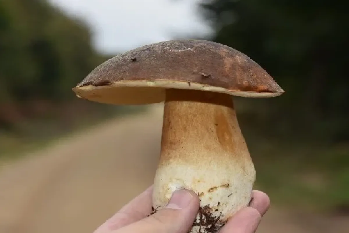 Porçini Mantarı Neden Bu Kadar Değerli? Kilosu Eti Geçiyor
