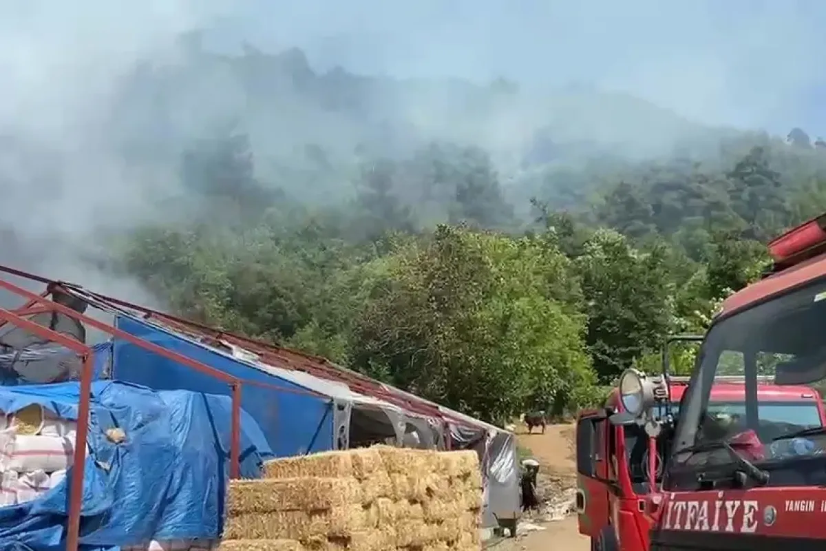 Bursa’da ormanlık alanda yangın