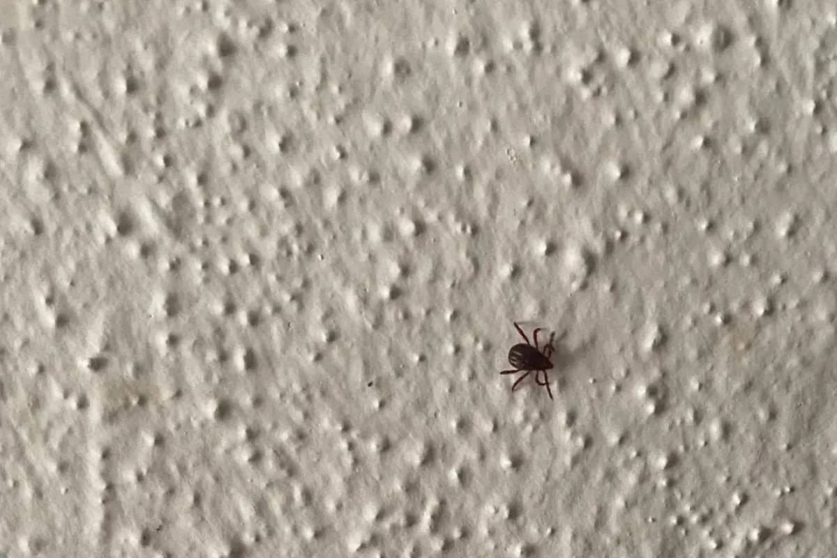 İnegöl'de ikinci kez görüldü! Herkes dikkatli olsun dedi
