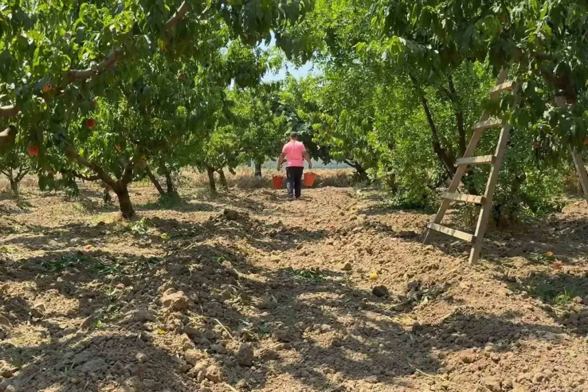 Bursa şeftalisinde hasat başladı