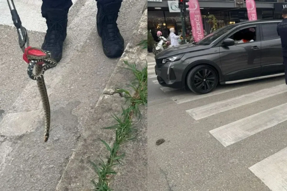 İnegöl'de yılan paniği nedeniyle trafik durdu