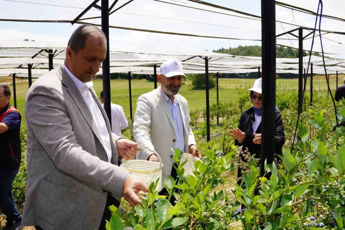 İznik’te Maviyemiş Hasadı Başladı