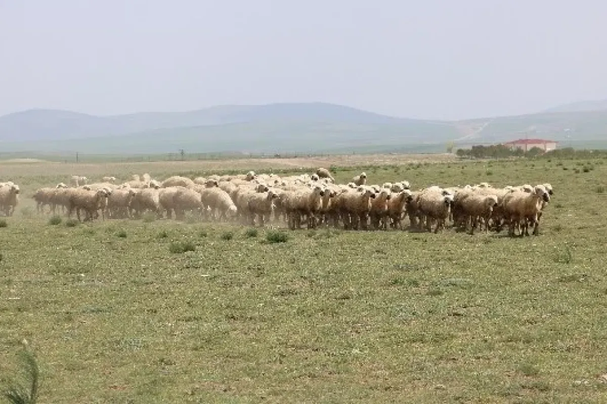 Otomotiv devi koyunları işe aldı! 100 koyun göreve başladı