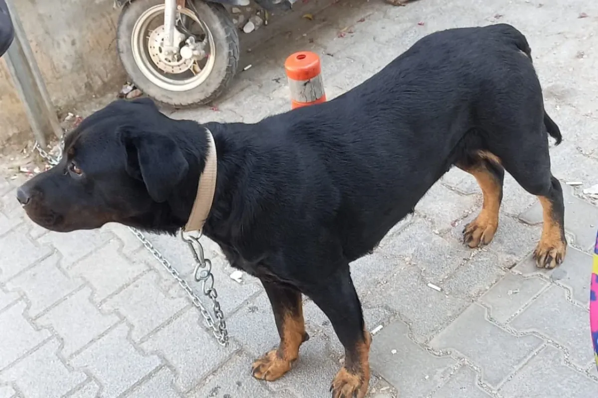İnegöl'de zabıta ekipleri el koydu
