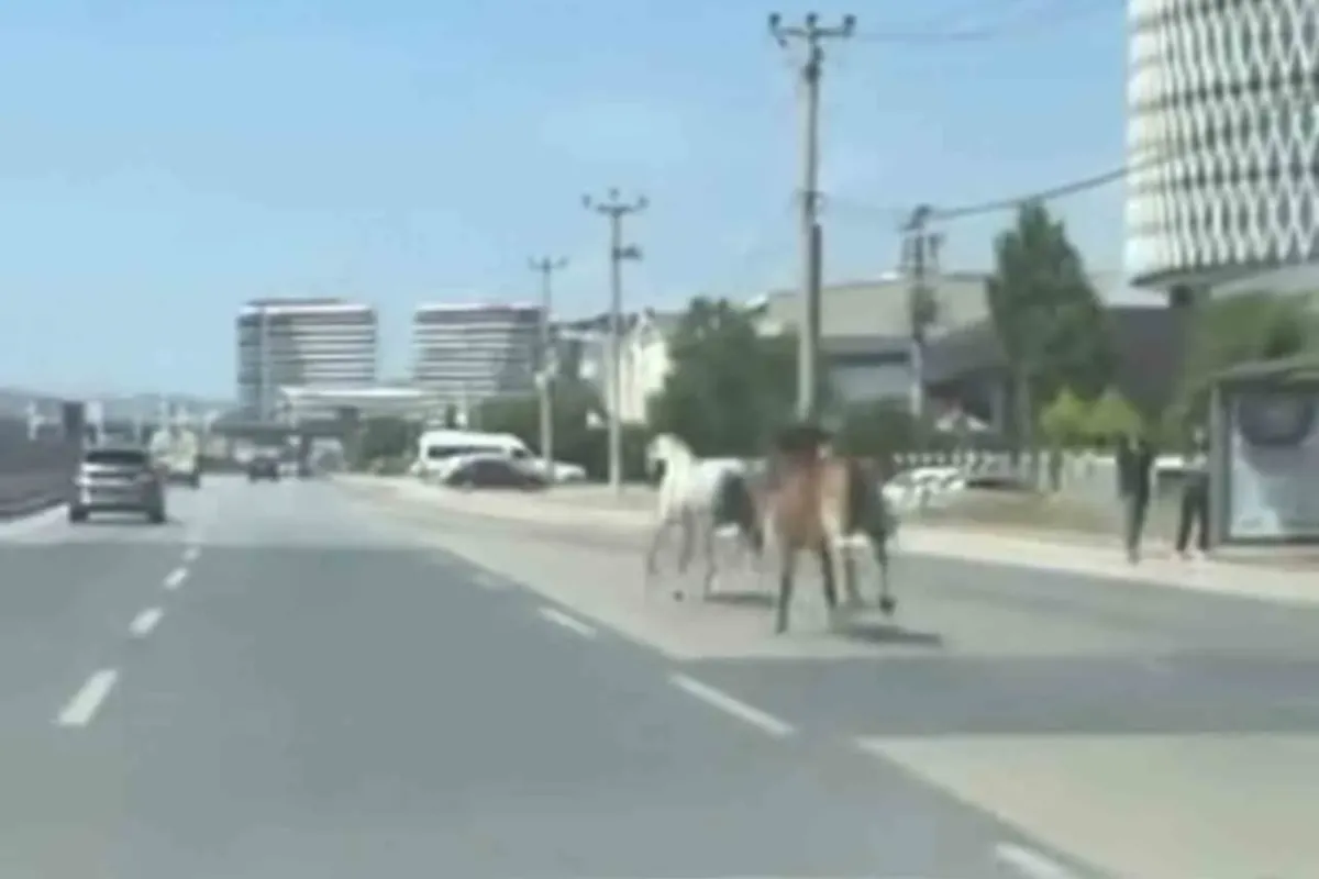 Bursa’da başıboş atlar trafiği tehlikeye attı