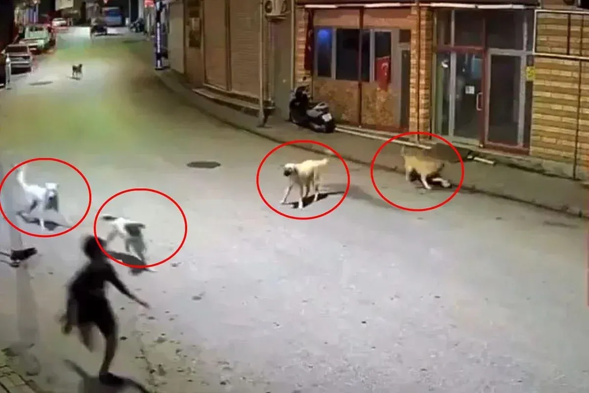 Başıboş Köpek Dehşeti Kamerada! Küçük Çocuk Ölümden Döndü