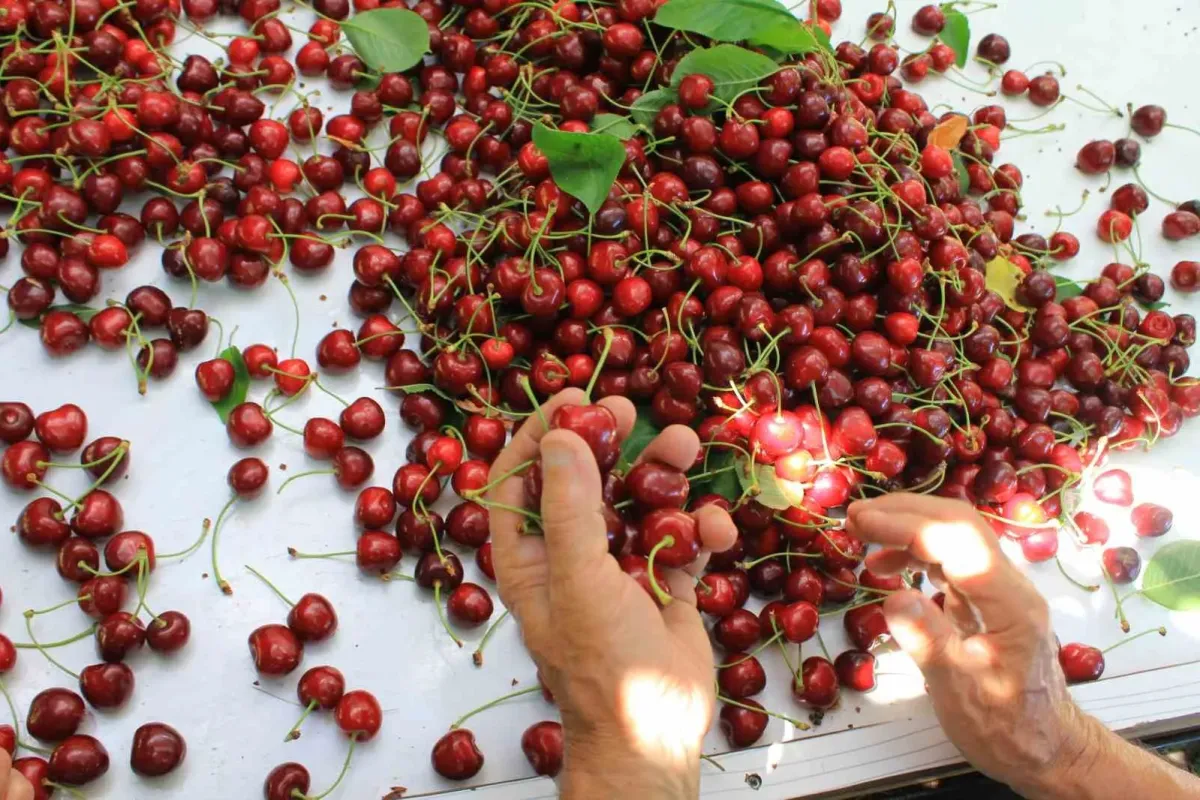 ABD ve Avrupa kirazda bu aromayı özellikle istiyor
