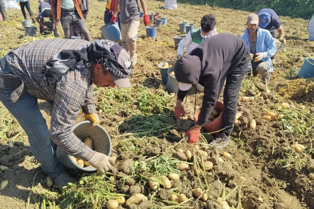 İnegöl'de Patates Ekim Alanları Yarıdan Fazla Azaldı! Fiyatlar 26 TL'ye Çıktı