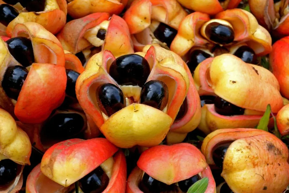 Ackee Meyvesi Nasıl Tüketilir, Nerede Yetişir ve Neden Taze Satılmıyor?