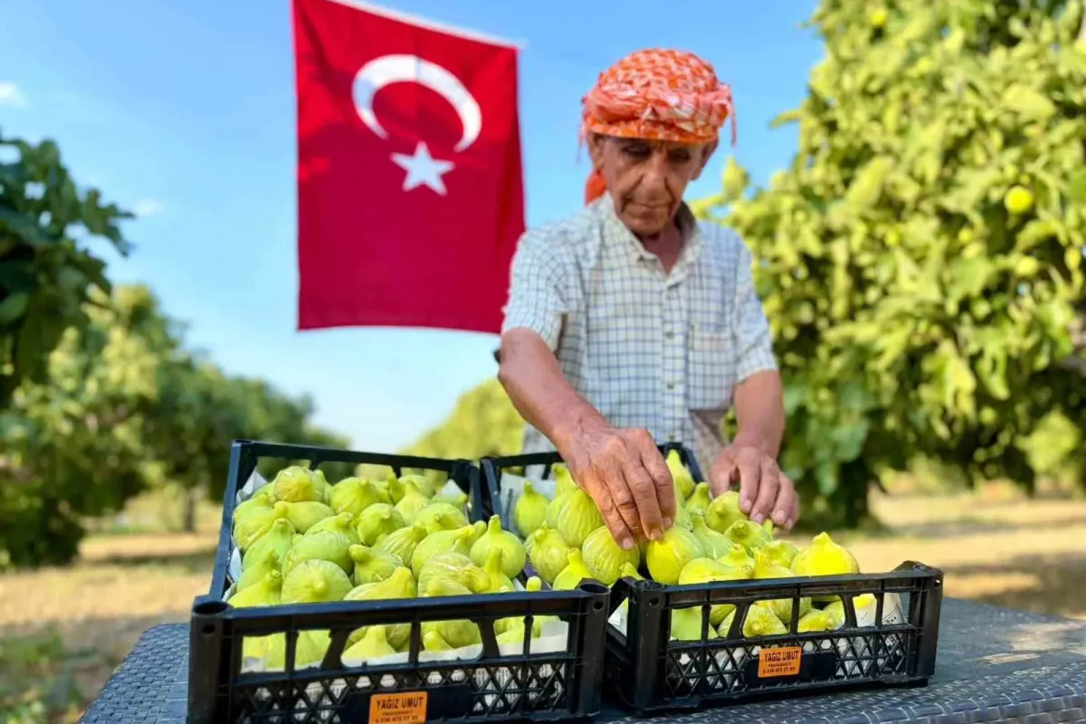 Bardacık incirinde hasat heyecanı başladı
