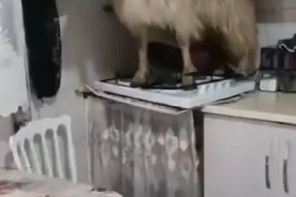 Eve kaçan keçiyi yakalayamadı..."Keçiyi polise ihbar edeceğim" diye tehdit etti