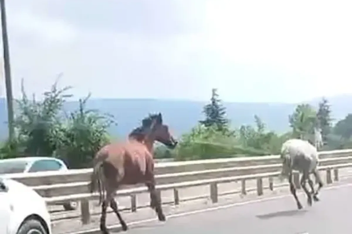 Başıboş atlar trafikte araçlarla yarıştı