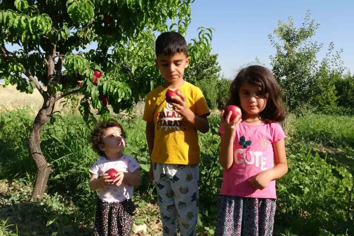 Malatya’da kayısıya yeni rakip: Santa Maria armudu ve nektarin