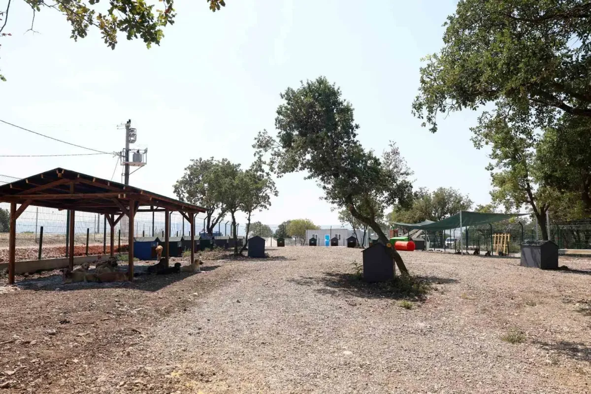 Nilüfer’de sahipsiz hayvanlar için yeni yuva