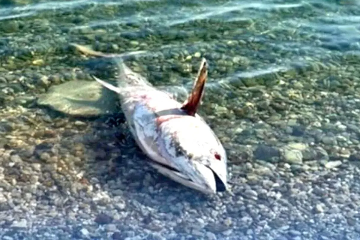 Çeşme ve Karaburun’da yeniden orkinos ölümleri görülmeye başladı