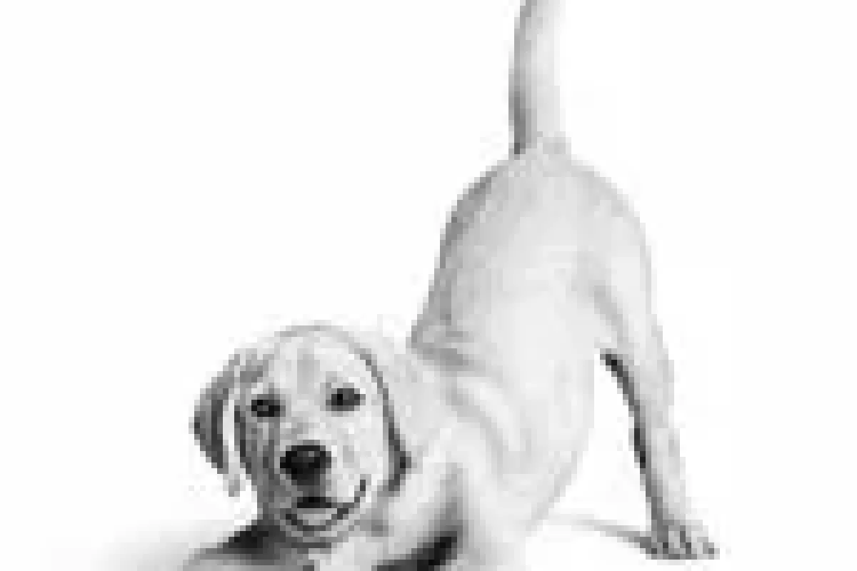 Royal Canin Türkiye’de 10. yılını kutluyor: 6,4 milyon patiyle temas