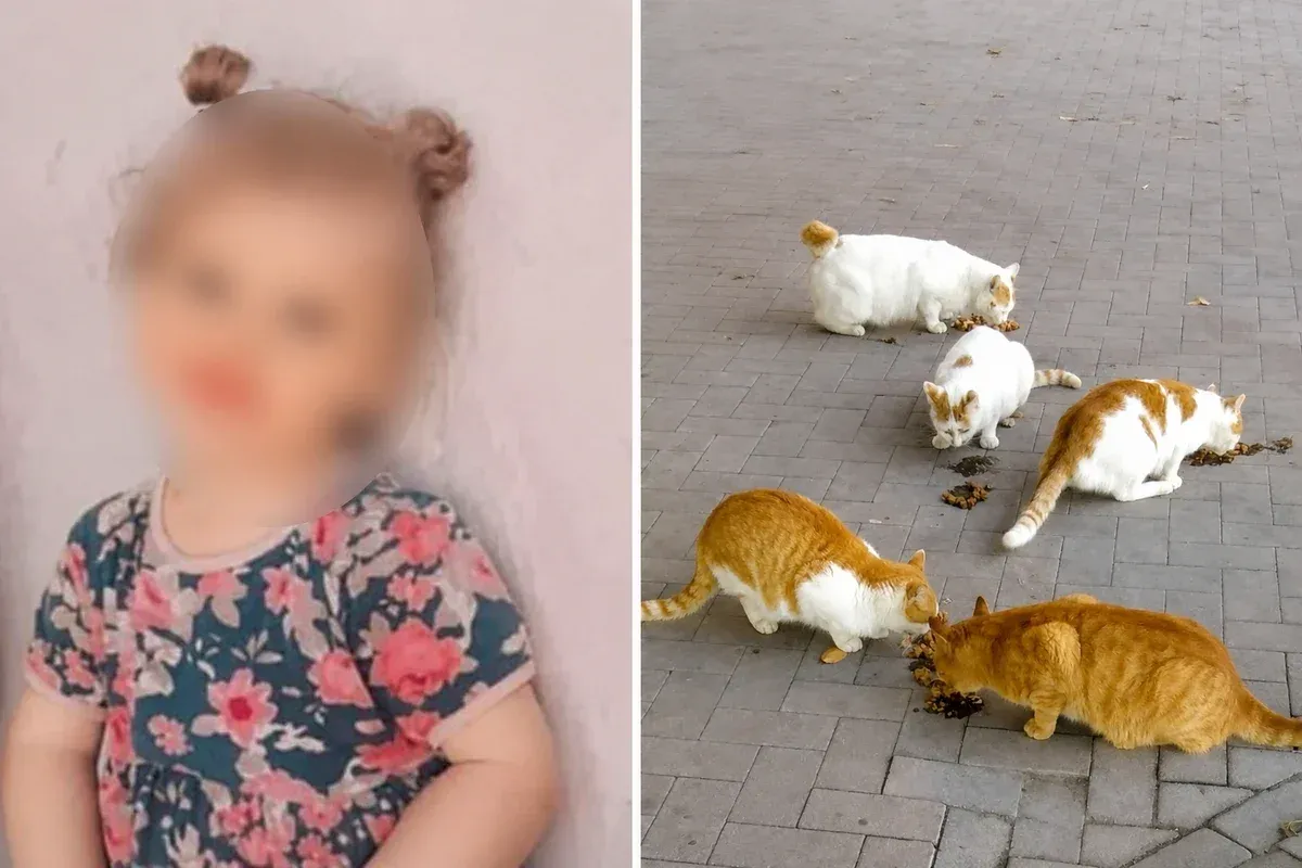 Kedinin ısırdığı küçük çocuktan acı haber!
