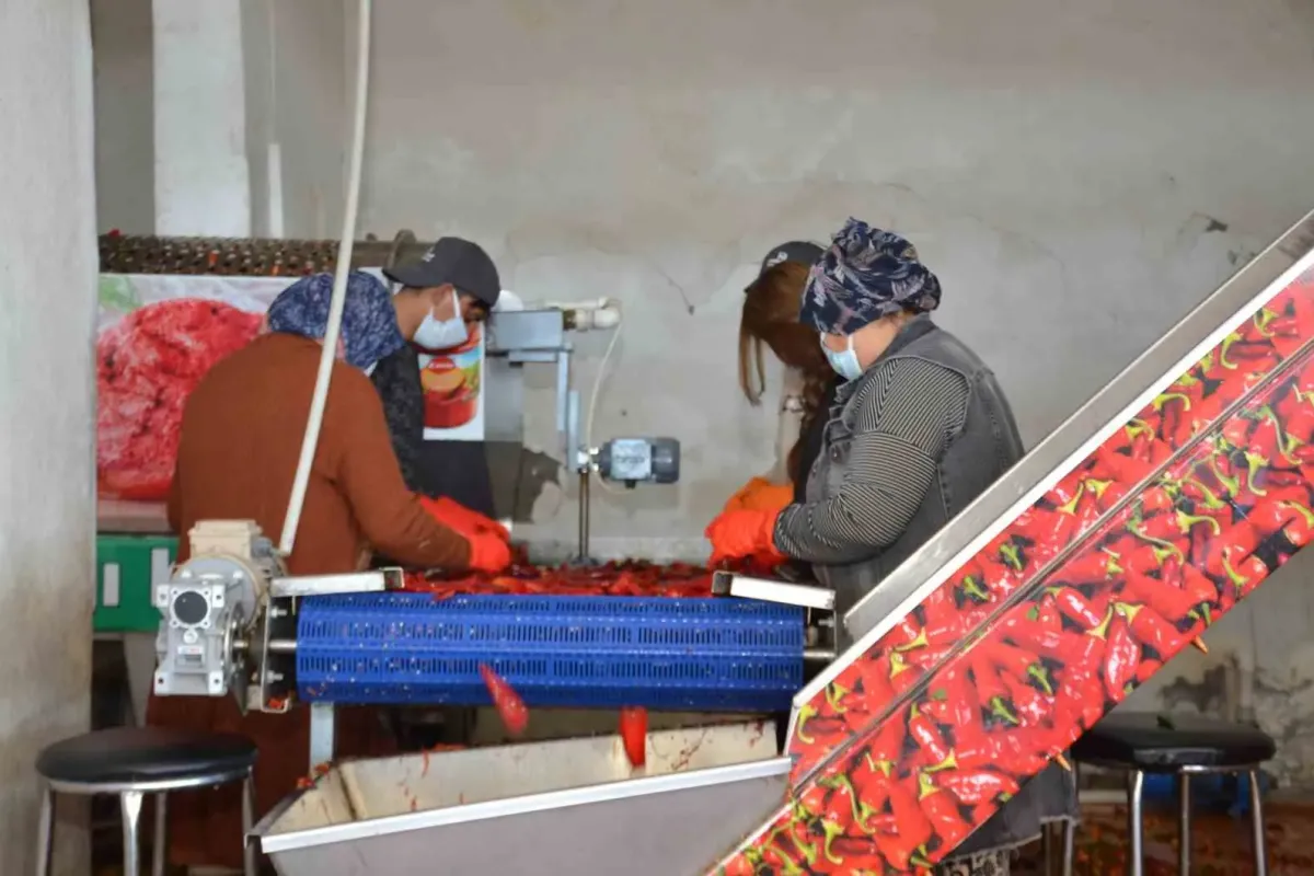 Besni’de salçalık biber sezonu başladı