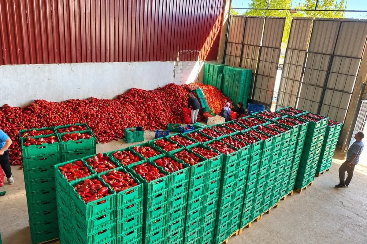 Kapya biber de bolluk fiyatları düşürdü