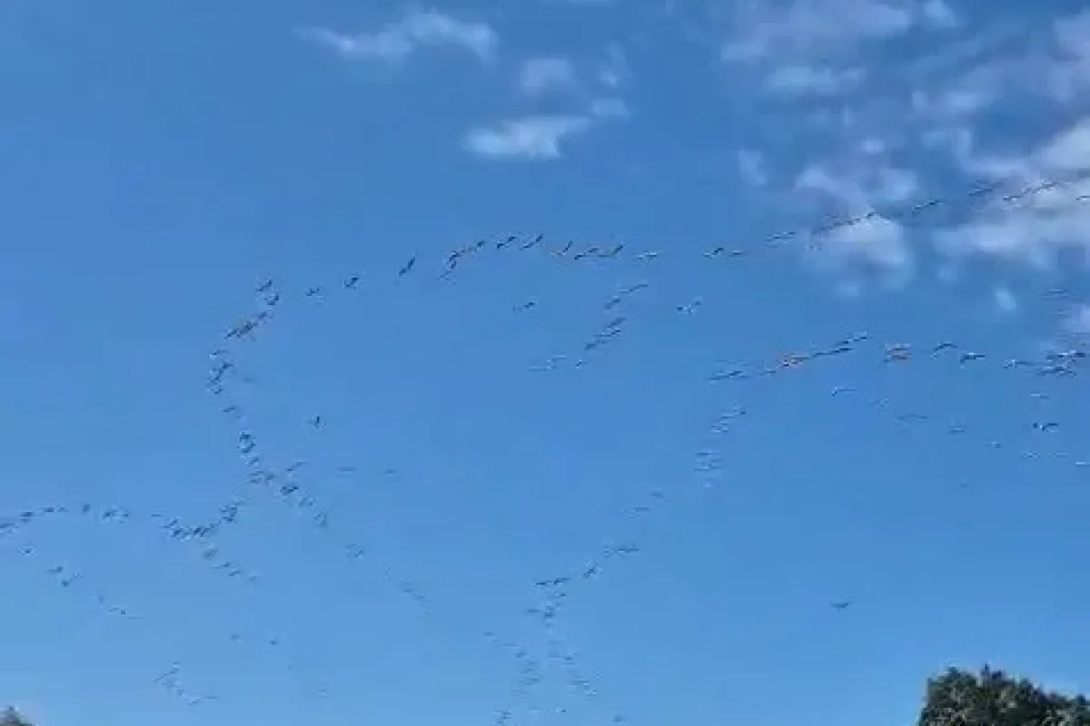 Göç eden leylek sürüsü gökyüzünde görsel şölen oluşturdu