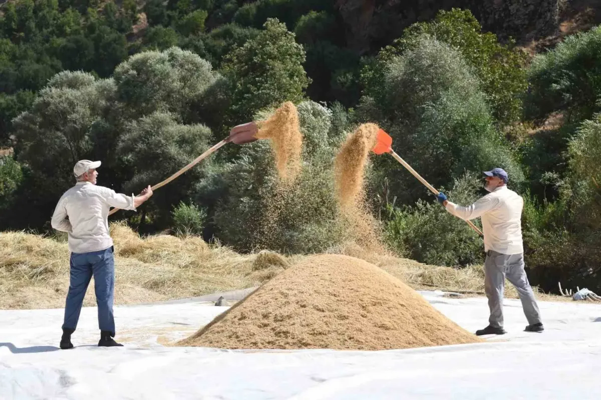 Bitlis’te geleneksel çeltik hasadı: Yüzyıllık gelenek yaşatılıyor
