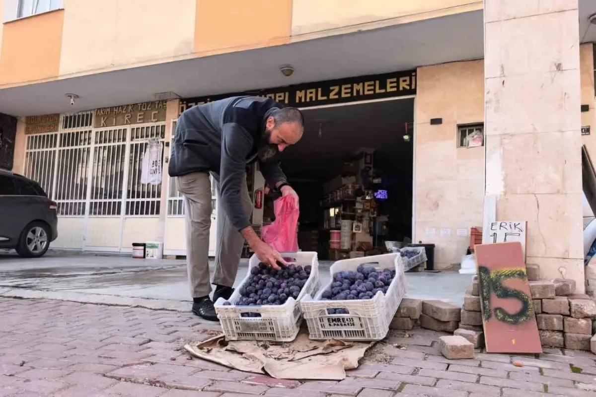 Bursalı çiftçi erikleri dalında bırakmadı, çöpe atmadı fenomen oldu