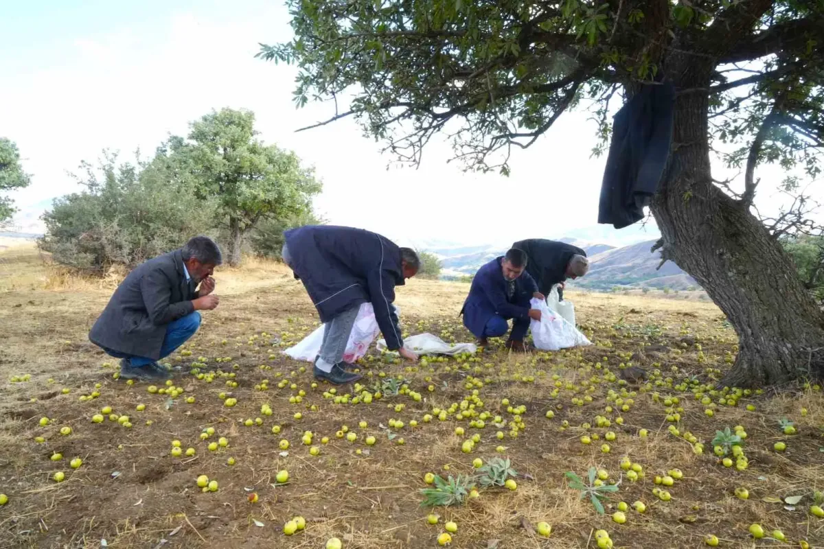 Muş’ta 110 bin ahlat ağacında armut hasadı sürüyor