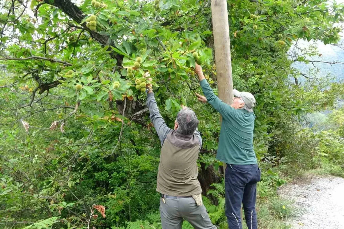 Kastamonu’da kestane vatandaşların yüzünü güldürüyor: Ormanlardan toplanıyor, 350 liraya kadar alıcı buluyor