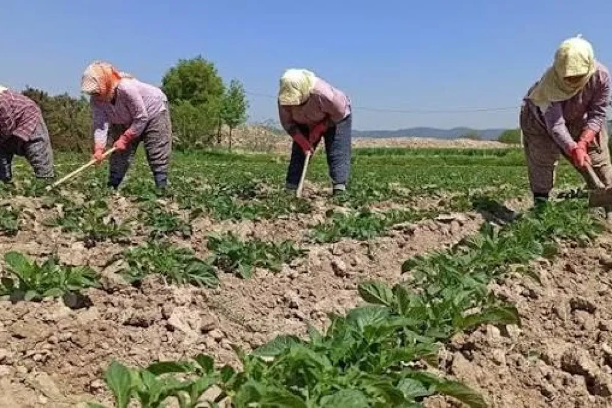 Tüm çiftçileri ilgilendiriyor! 2027'de 16 ürün daha sigortalanacak