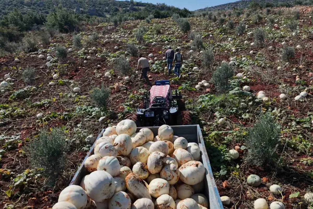 Ağırlıkları 30 kilograma ulaşan tescilli beyaz kabakta bereketli hasat başladı