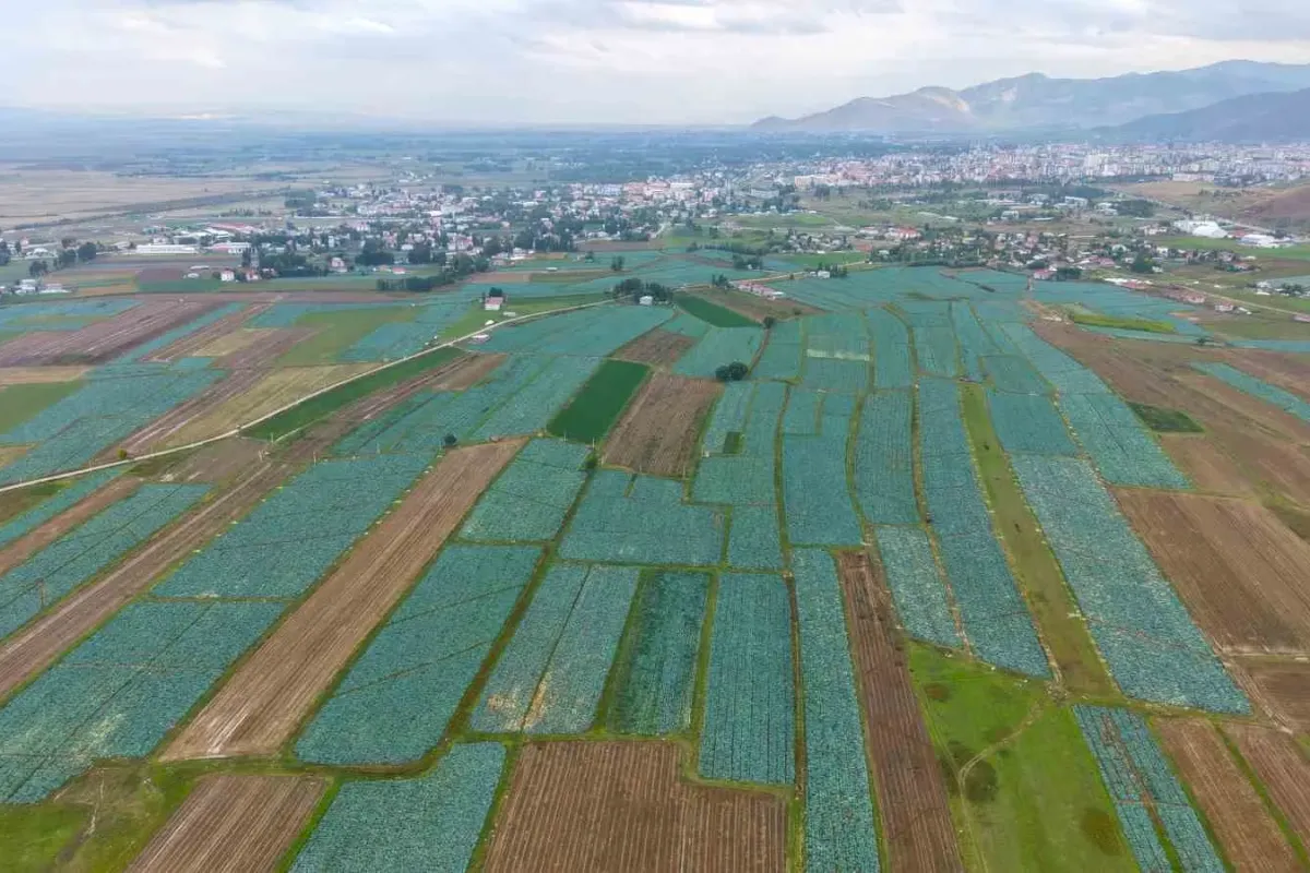 Muş Ovası’nda lahana hasadı başladı: 165 milyon liralık katkı bekleniyor