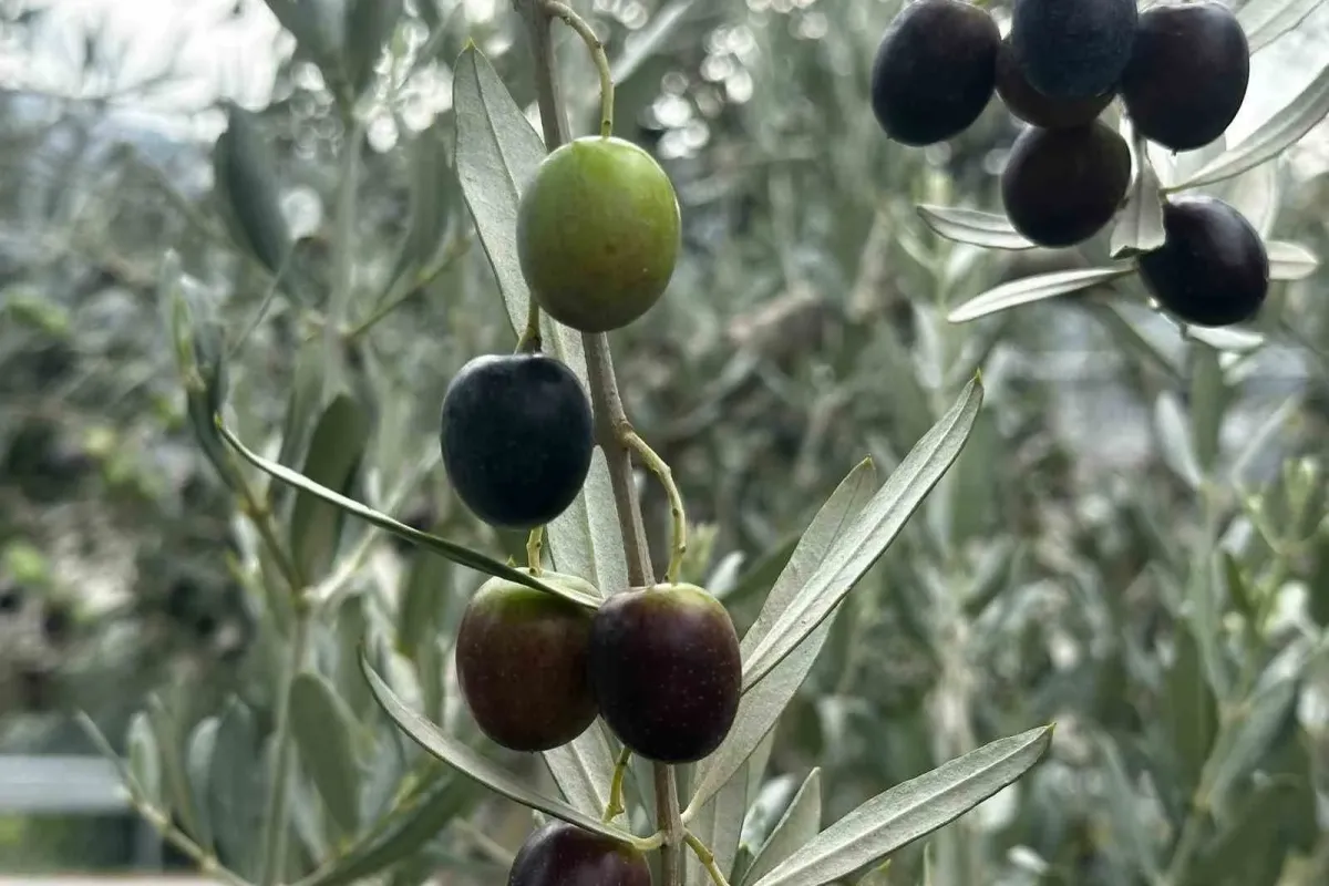 Bursa’da bu sezon 165 bin ton sofralık, 125 bin ton yağlık zeytin bekleniyor