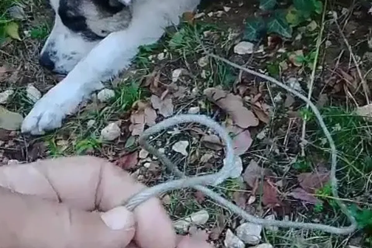 Ormanda tuzağa yakalanan köpeği arama kurtarma ekipleri kurtardı