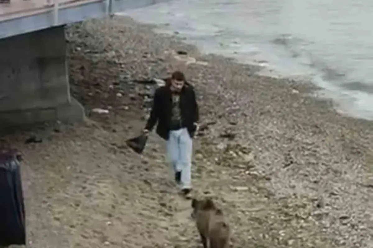 Bursa’da aç kalan domuz Mudanya sahiline indi