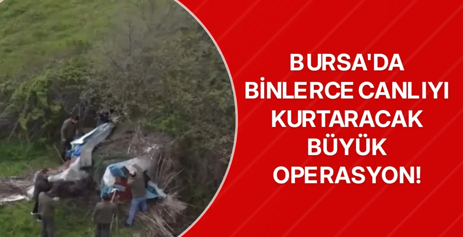 Bursa'da binlerce canlıyı kurtaracak büyük operasyon!