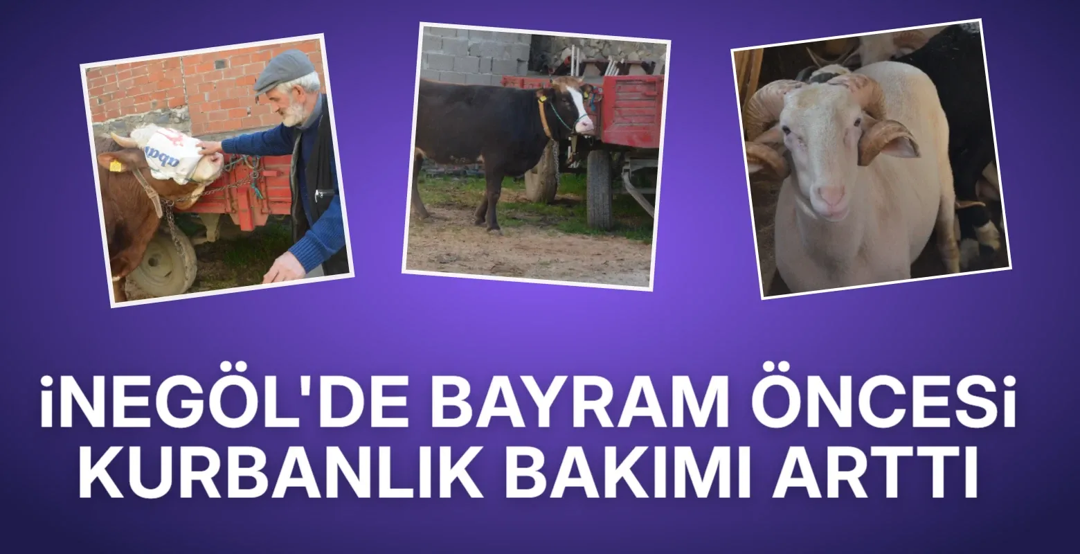 İnegöl’de Kurban Bayramı öncesi kurbanlık bakımı arttı