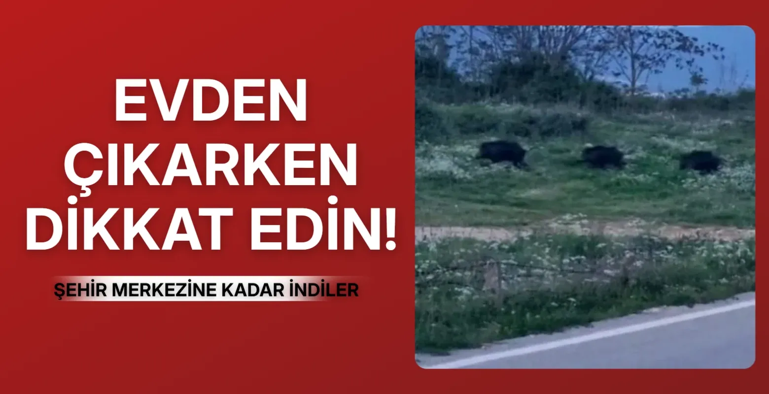 Şehir Merkezine Yakın Noktada Domuz Alarmı