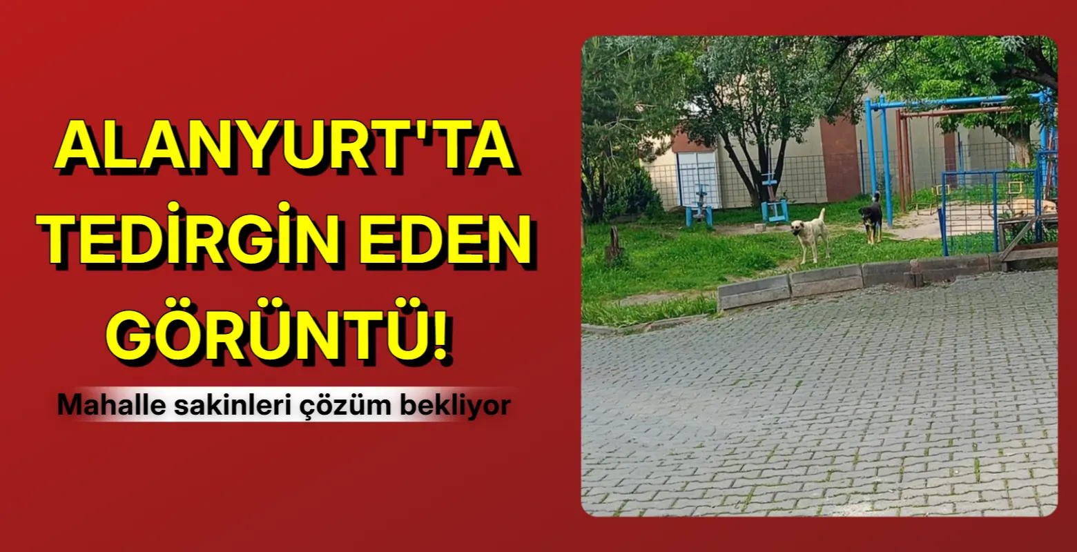 Alanyurt'ta tedirgin eden görüntü! Vatandaş yetkililerden çözüm bekliyor