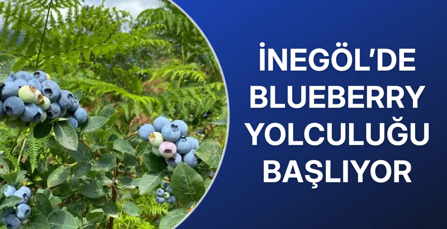 İnegöl’de Blueberry Üretimi ve İhracatı Masaya Yatırılacak