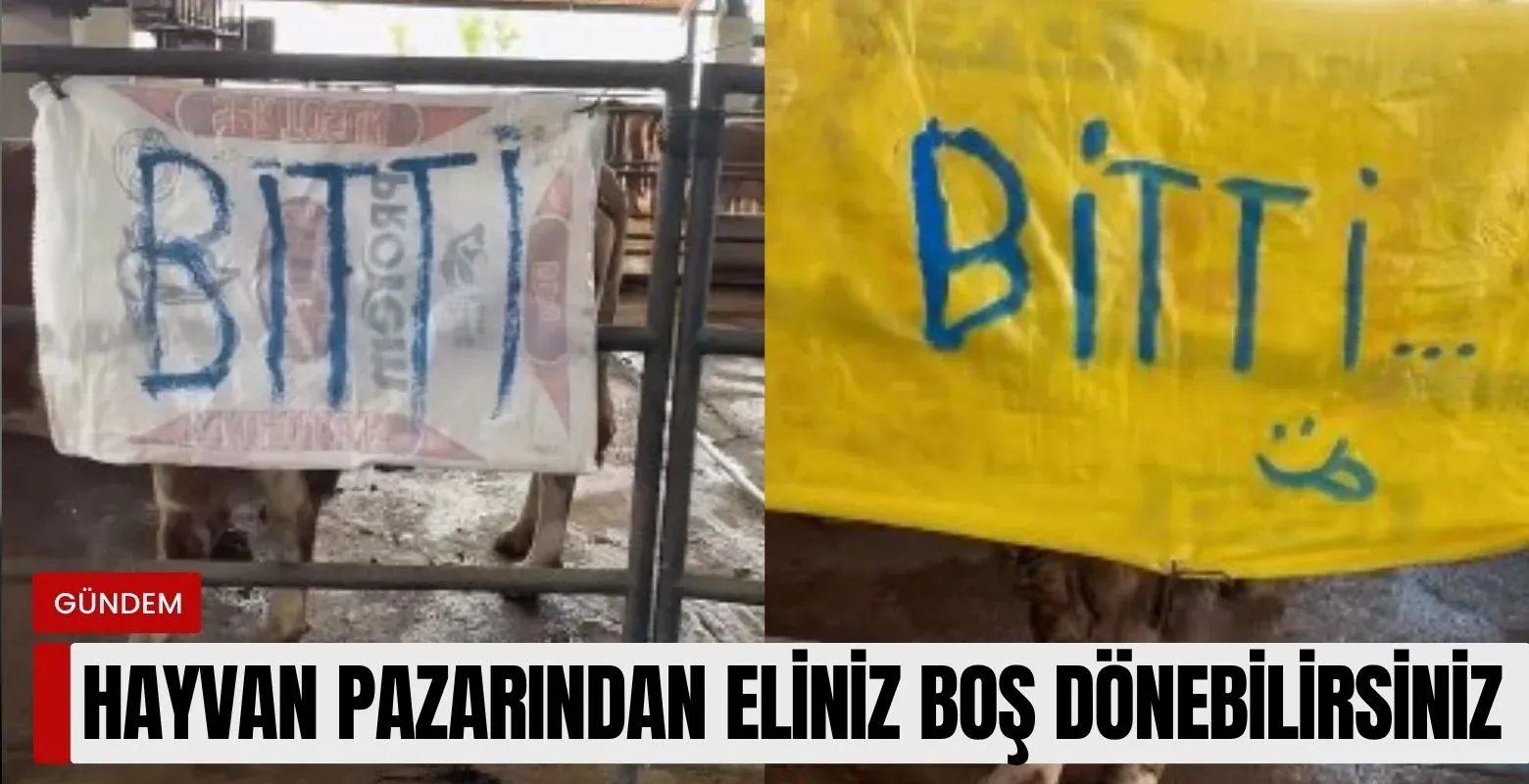 Hayvan pazarından eliniz boş dönebilirsiniz