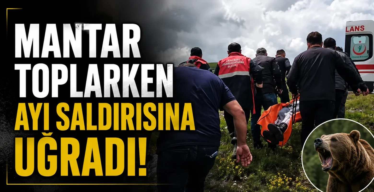 Mantar toplarken ayı saldırısına uğradı!