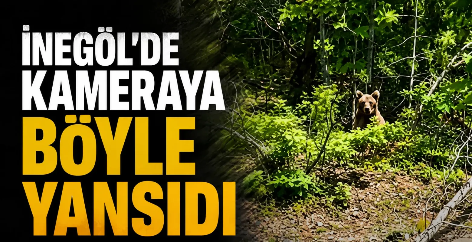 Bursa İnegöl'de evlere yakın ormanlık alanda ayı yavrusu görüldü