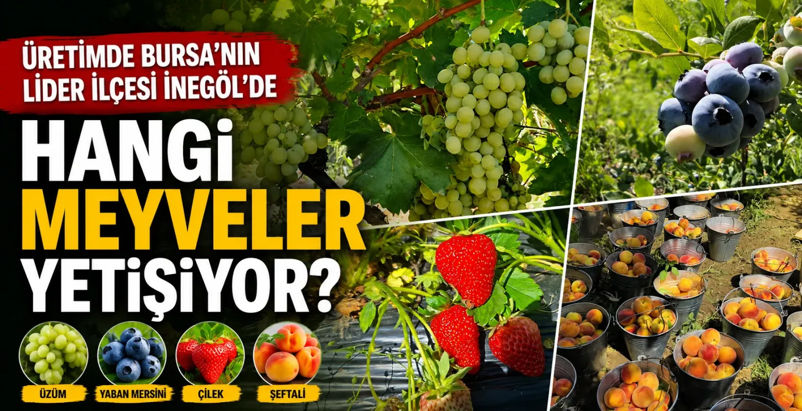 Üretimde Bursa'nın lider ilçesi İnegöl'de hangi meyveler yetişiyor?