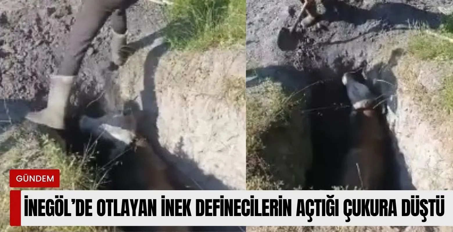 İnegöl'de otlayan inek definecilerin açtığı çukura düştü