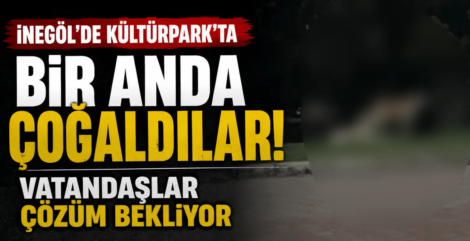 İnegöl'de Kültürpark'ta bir anda çoğaldılar! Vatandaşlar çözüm bekliyor