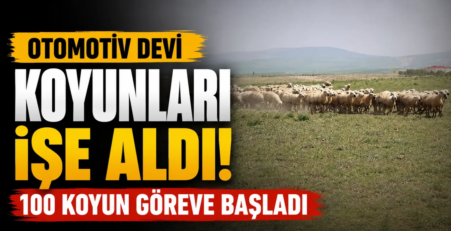 Otomotiv devi koyunları işe aldı! 100 koyun göreve başladı
