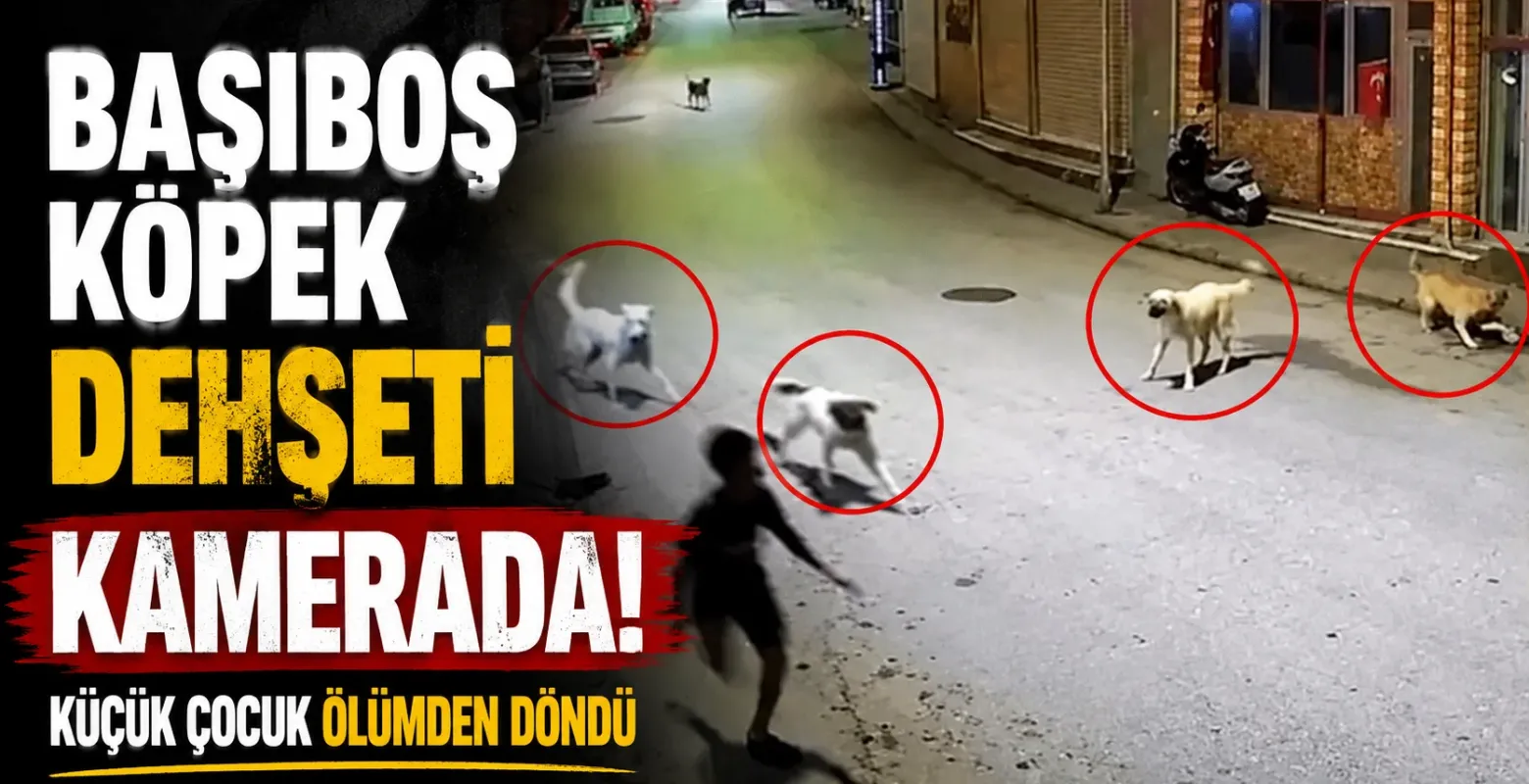 Başıboş Köpek Dehşeti Kamerada! Küçük Çocuk Ölümden Döndü