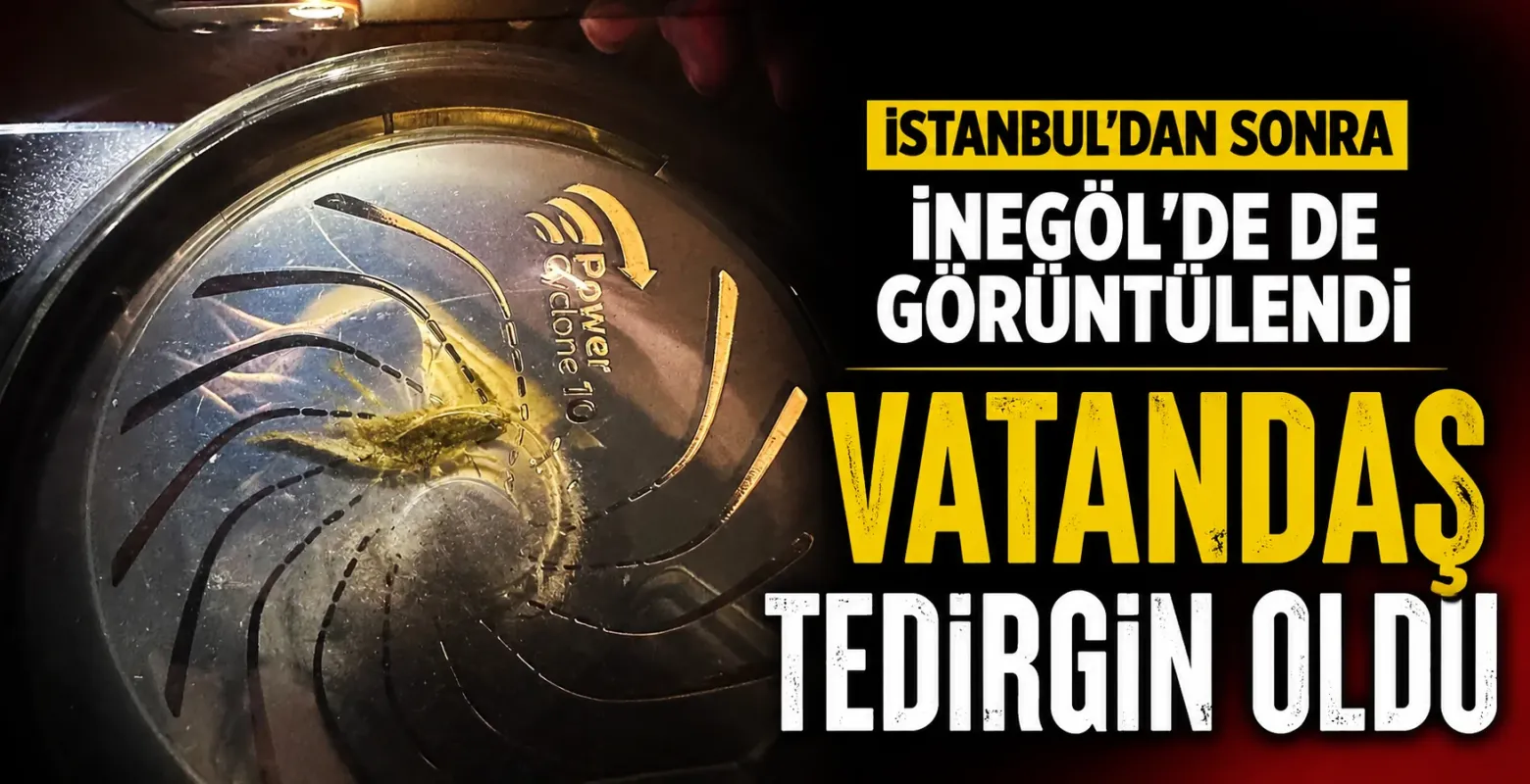 Dev Çekirgeler İnegöl'de de Görüldü! Vatandaşlar Tedirgin Oldu