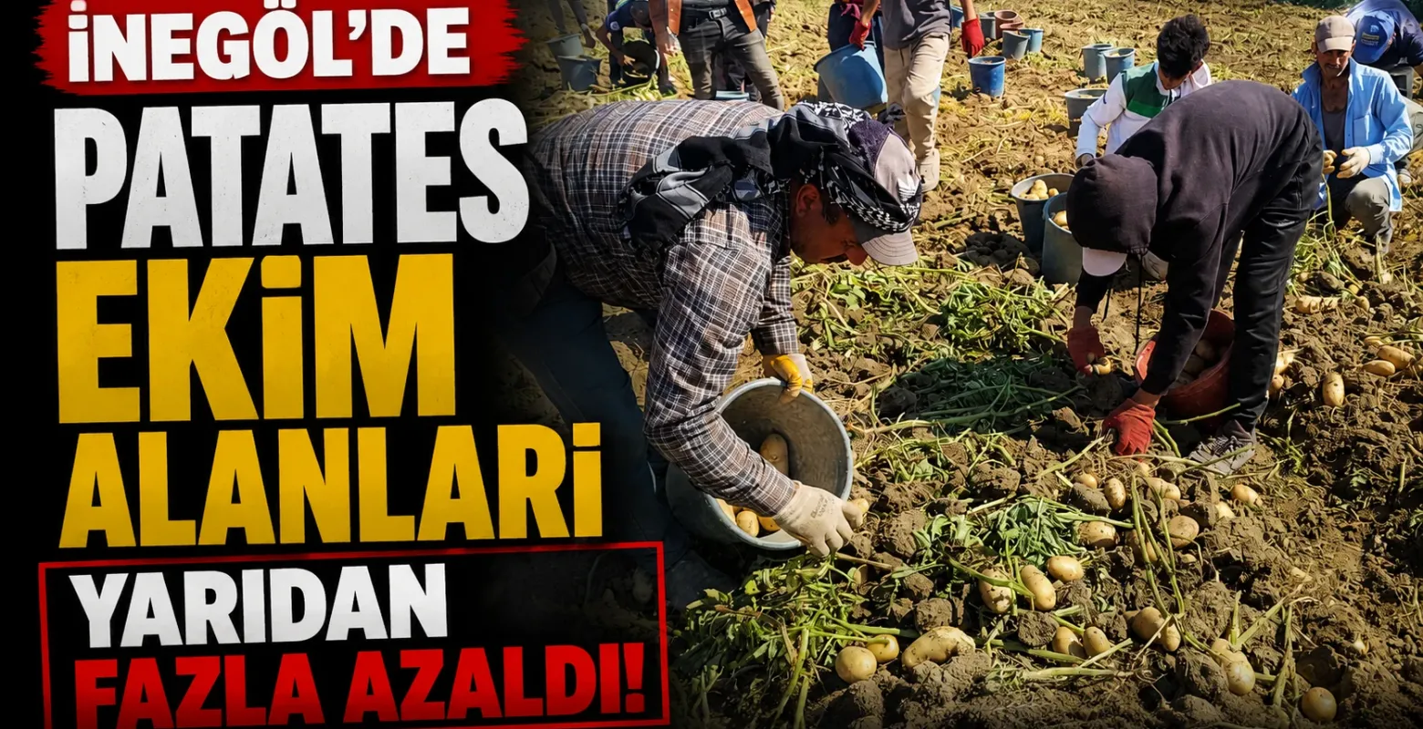 İnegöl'de Patates Ekim Alanları Yarıdan Fazla Azaldı! Fiyatlar 26 TL'ye Çıktı