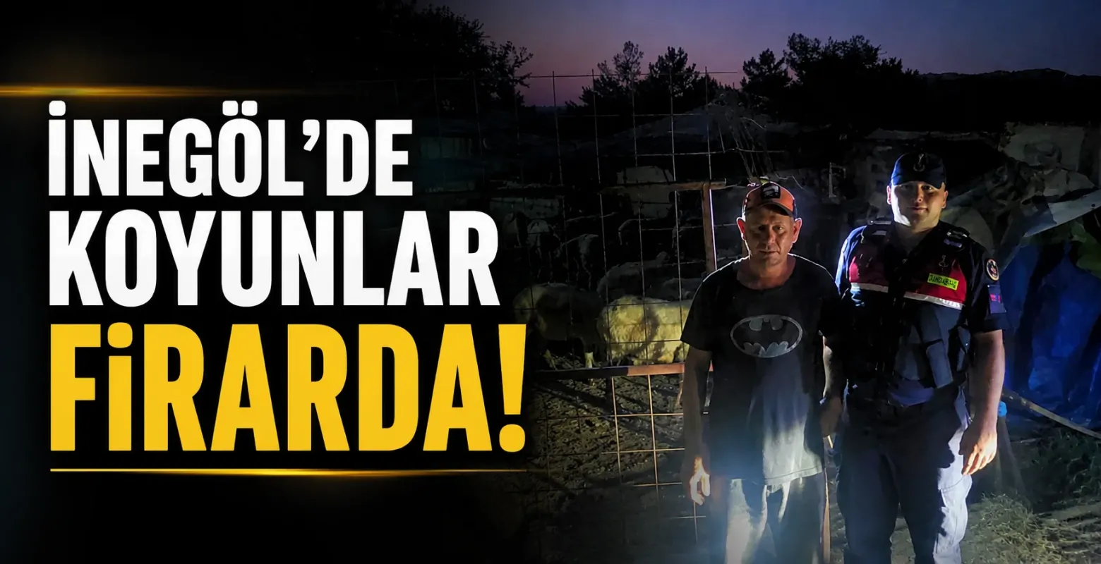 İnegöl'de koyunlar firarda!
